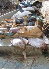 Cork Duck Decoys in use
