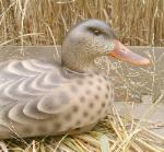 Cork duck decoy- regular head