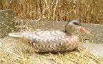 Cork mallard hen decoy- low head