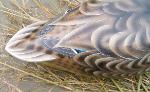 Cork mallard decoy- tail detail