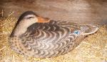 Cork mallard duck decoy- turned back preener