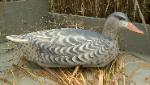 Cork mallard hen decoy- swimmer/scolder